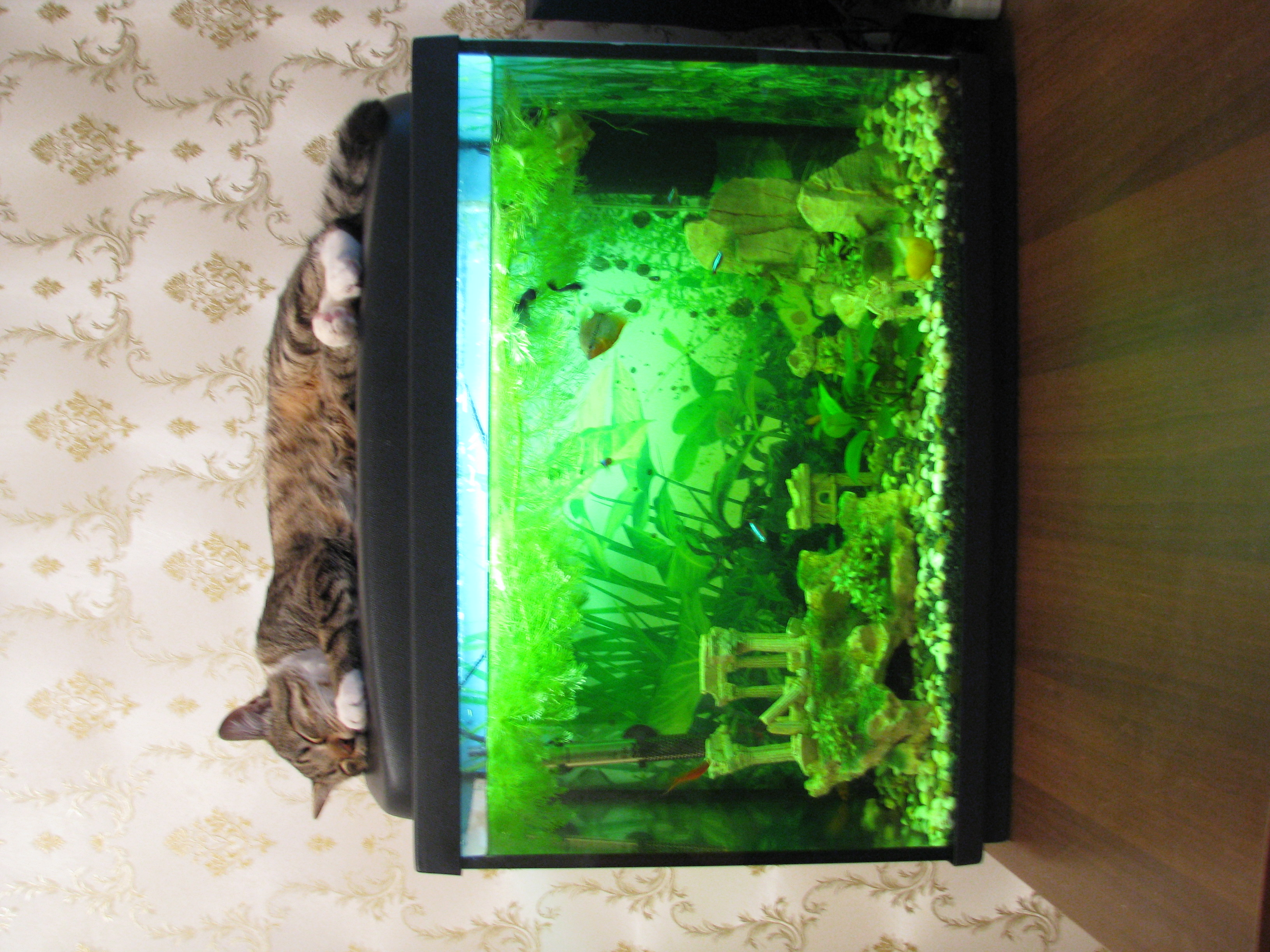 Аквариум для кота внутри. Кот и аквариум. Кошачий аквариум. Аквариум для котиков. Кот над аквариумом.