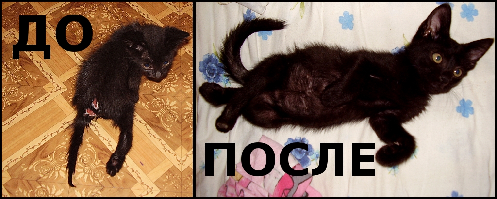 Яплакал не работает. Черный кот до и после. Черный котенок до и после. Черные котята и коты до после. Трехногий кот.