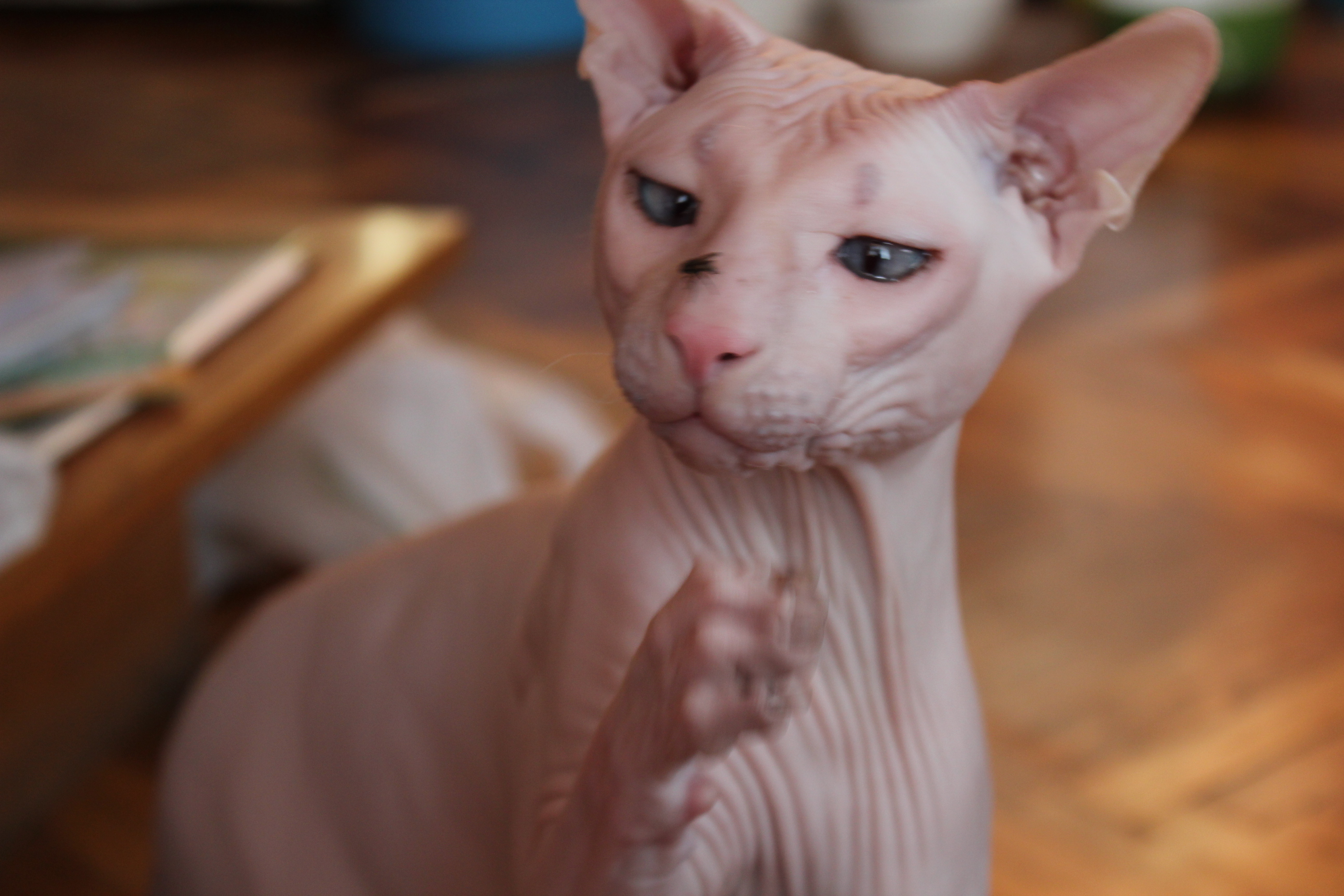 Безымянный кот