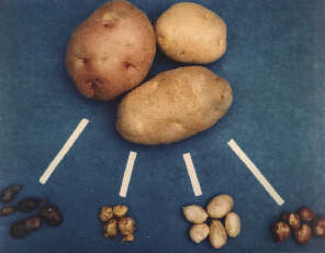 Poisonous potato update. Картофель дикий (Wild Potatoes. Дикий картофель в Южной Америке. Дикорастущий предок картофеля. Селекция картофеля сорта.