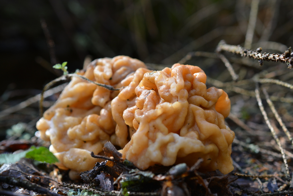 Первый гриб. Ранние весенние грибы растущие на деревьях. Весенние грибы Дионисе. Замухрышка гриб. Как называются первые грибы весной.