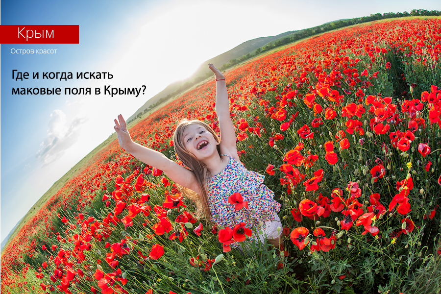 Маковые поля где находятся. Маковые поля в Крыму. Цветение маков в Крыму. Фотосессия в маках. Фотосессия в маках в Крыму.