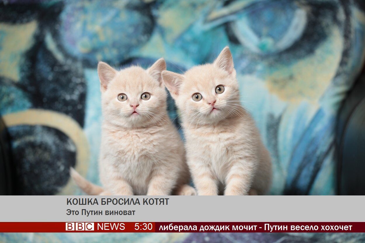 Кошку кинули. Кошка бросила котят- это виноват. Стих кошка бросила котят. Кошка бросила котят пусть скребутся.