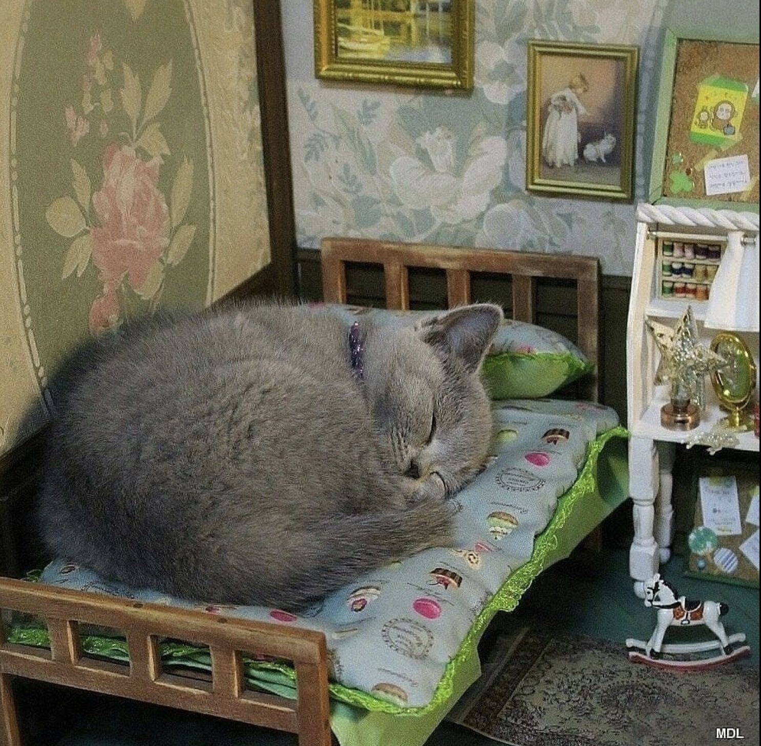Дома живет кошка. Кот спит в домике. Домик для котика. Кошка спит в домике. Кот в квартире.