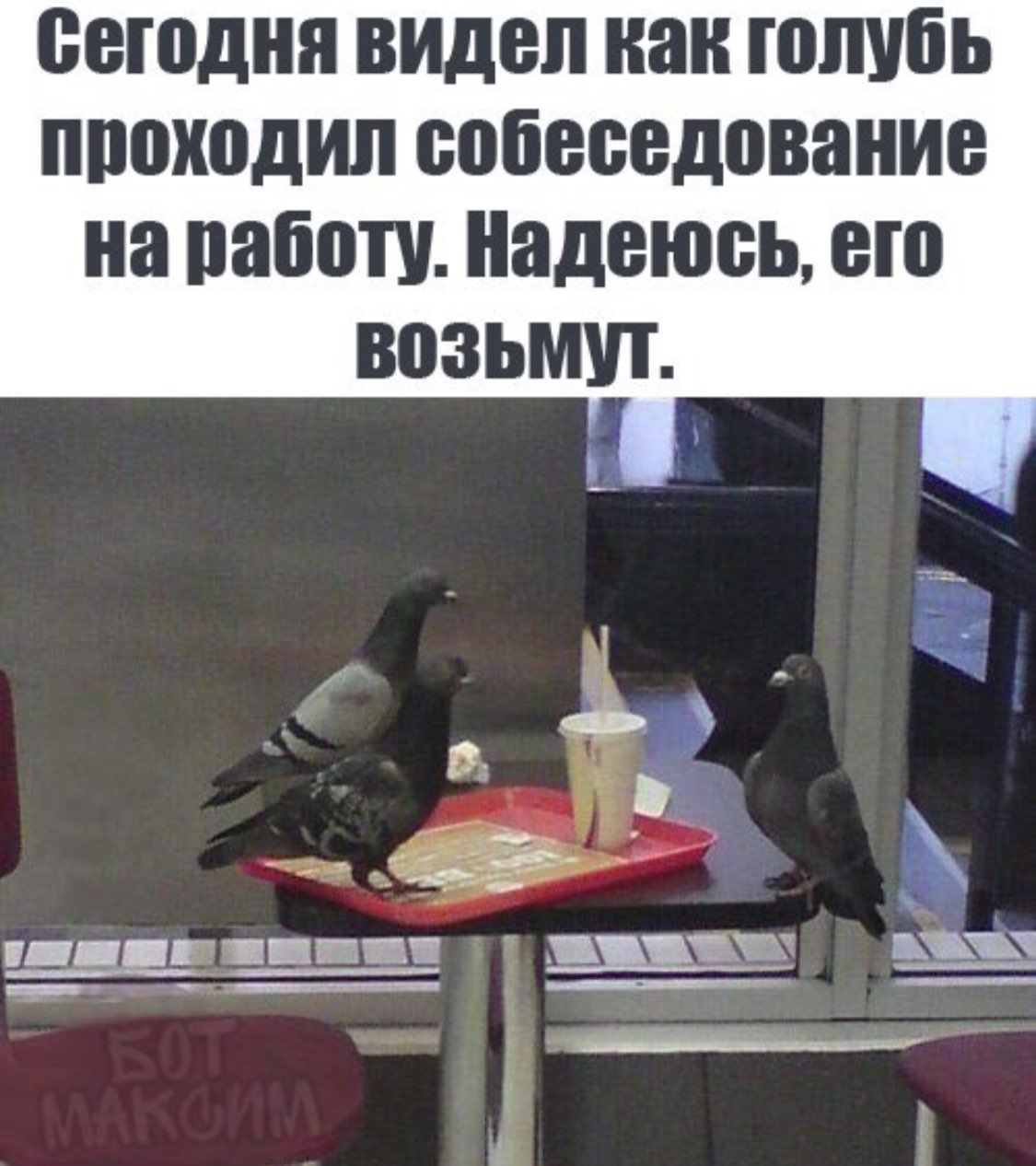 Смешной голубь