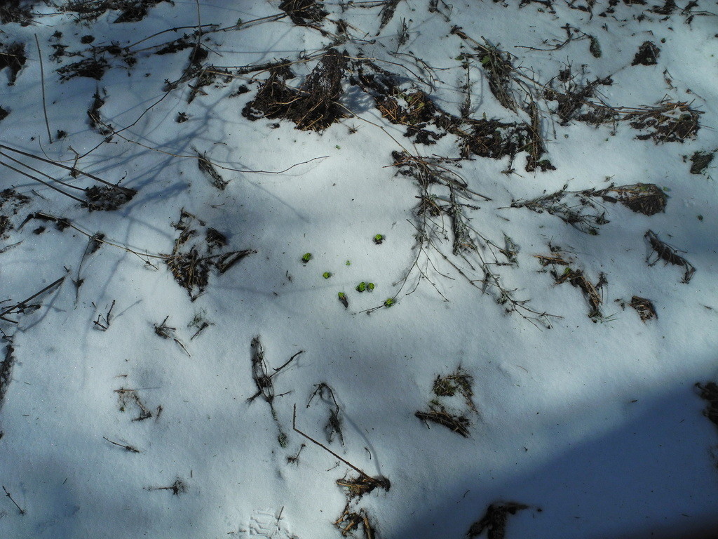 Муха снег. Насекомые на снегу весной. Снежные мухи. Пауки на снегу весной. Мухи снег это.