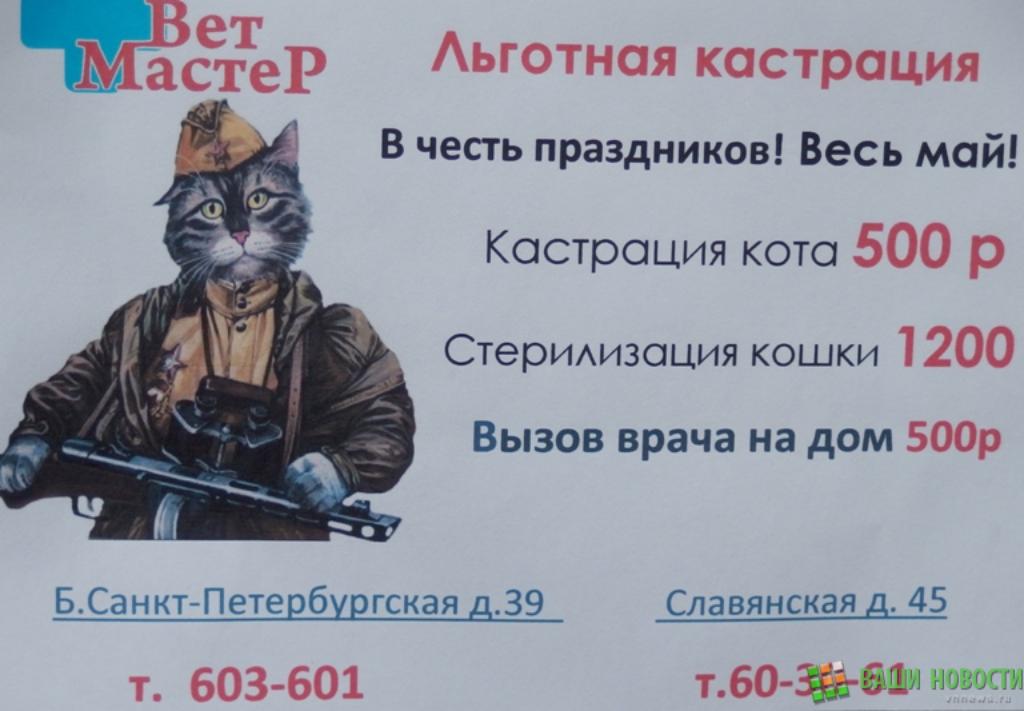 Стоимость Кастрации Кота